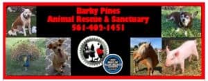 Barky Pines Animal Rescue & Sanctuary | South Florida Animal Rescue