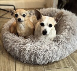 Peaches (tan) Hela (white)