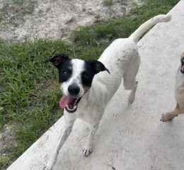 Penelope