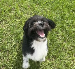 Lily